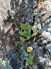 Felicia cymbalariae