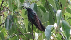 Colibri