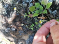 Felicia cymbalariae
