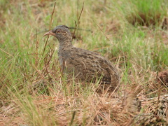 Nothoprocta pentlandii