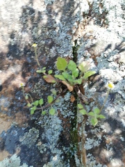 Felicia cymbalariae