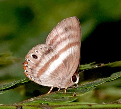 Euselasia melaphaea