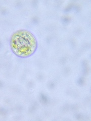 Chlamydomonadales