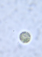 Chlamydomonadales