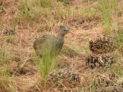 Nothoprocta pentlandii