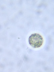 Chlamydomonadales