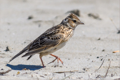Alauda arvensis japonica