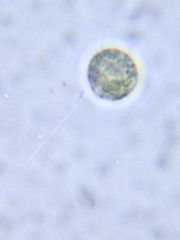 Chlamydomonadales