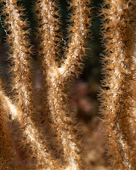 Eunicella singularis