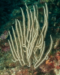 Eunicella singularis