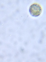Chlamydomonadales