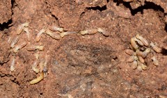 Reticulitermes balkanensis