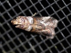 Conobathra hemichlaena