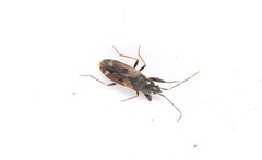 Eremocoris fenestratus
