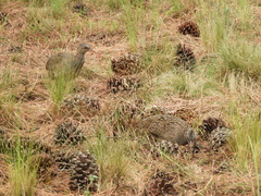 Nothoprocta pentlandii