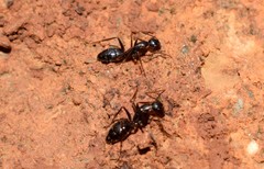 Camponotus ionius