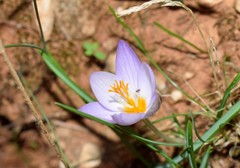Crocus laevigatus