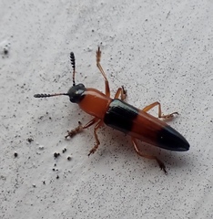 Languria trifasciata