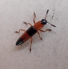 Languria trifasciata