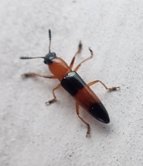 Languria trifasciata