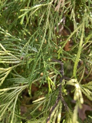 Chamaecyparis pisifera