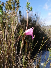 Gladiolus ornatus