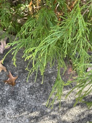 Chamaecyparis pisifera