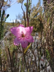 Gladiolus ornatus
