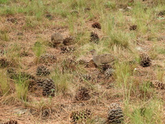 Nothoprocta pentlandii