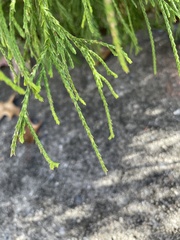 Chamaecyparis pisifera