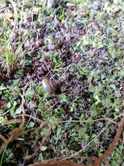 Trachycystis tollini