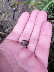 Trachycystis tollini