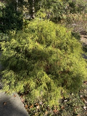 Chamaecyparis pisifera