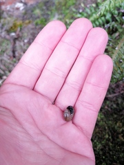 Trachycystis tollini