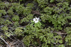 Anemonoides raddeana