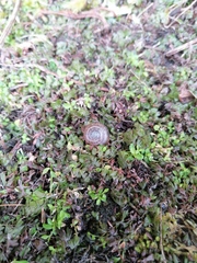 Trachycystis tollini