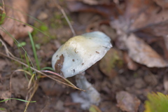 Stropharia pseudocyanea