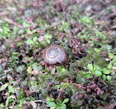 Trachycystis tollini