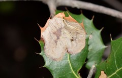 Phyllonorycter belotella