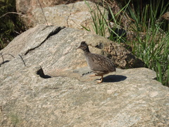 Nothoprocta pentlandii