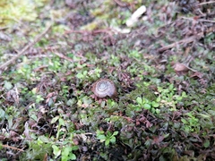 Trachycystis tollini