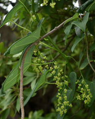 Tinospora smilacina