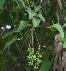 Tinospora smilacina