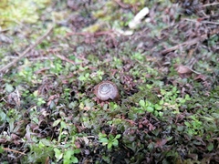 Trachycystis tollini