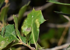 Aceria quercina