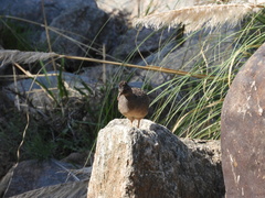 Nothoprocta pentlandii