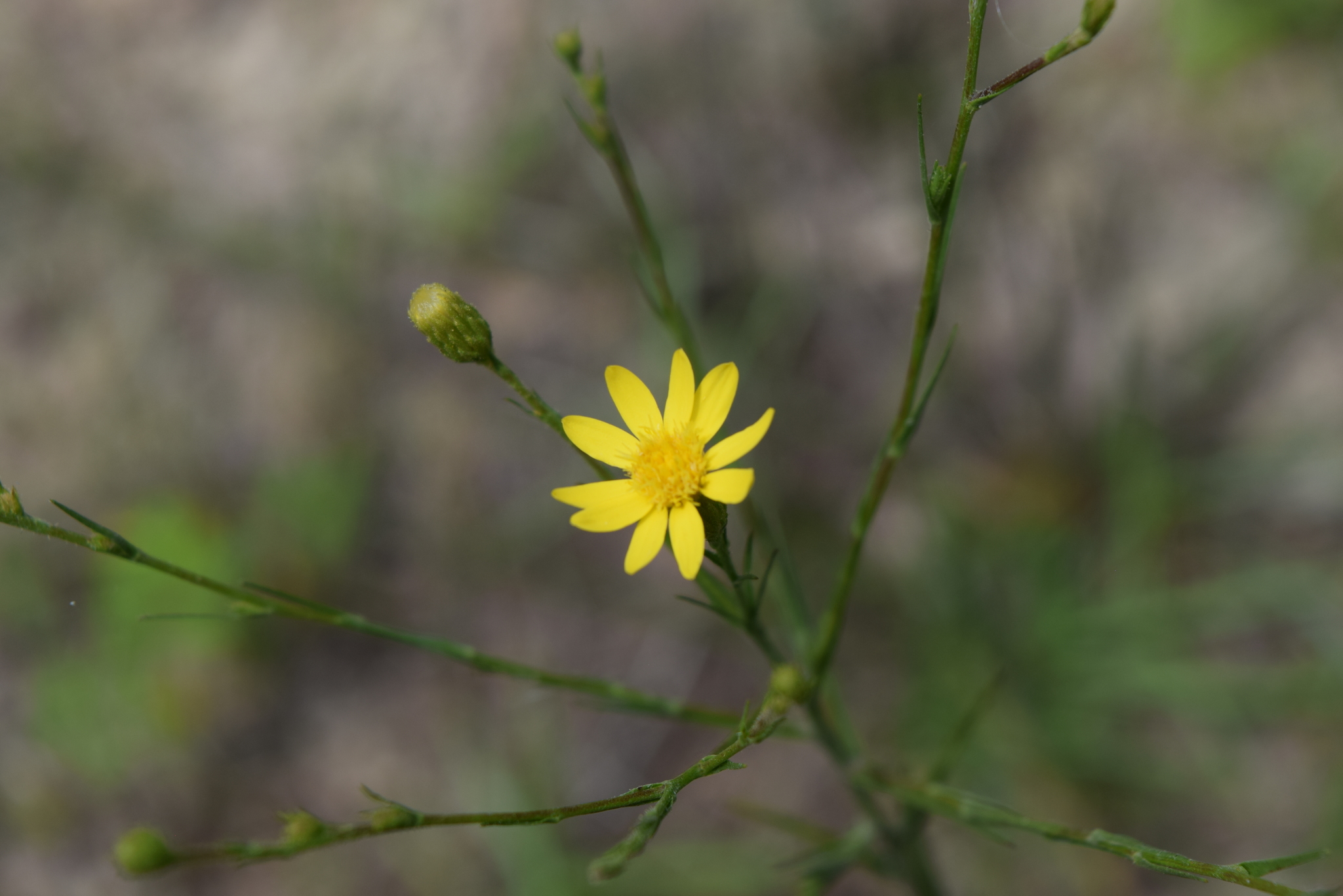 Pityopsis aspera var. aspera