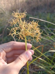 Cyperus haspan