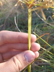Cyperus haspan