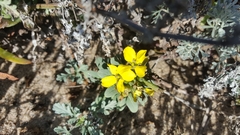 Erysimum menziesii